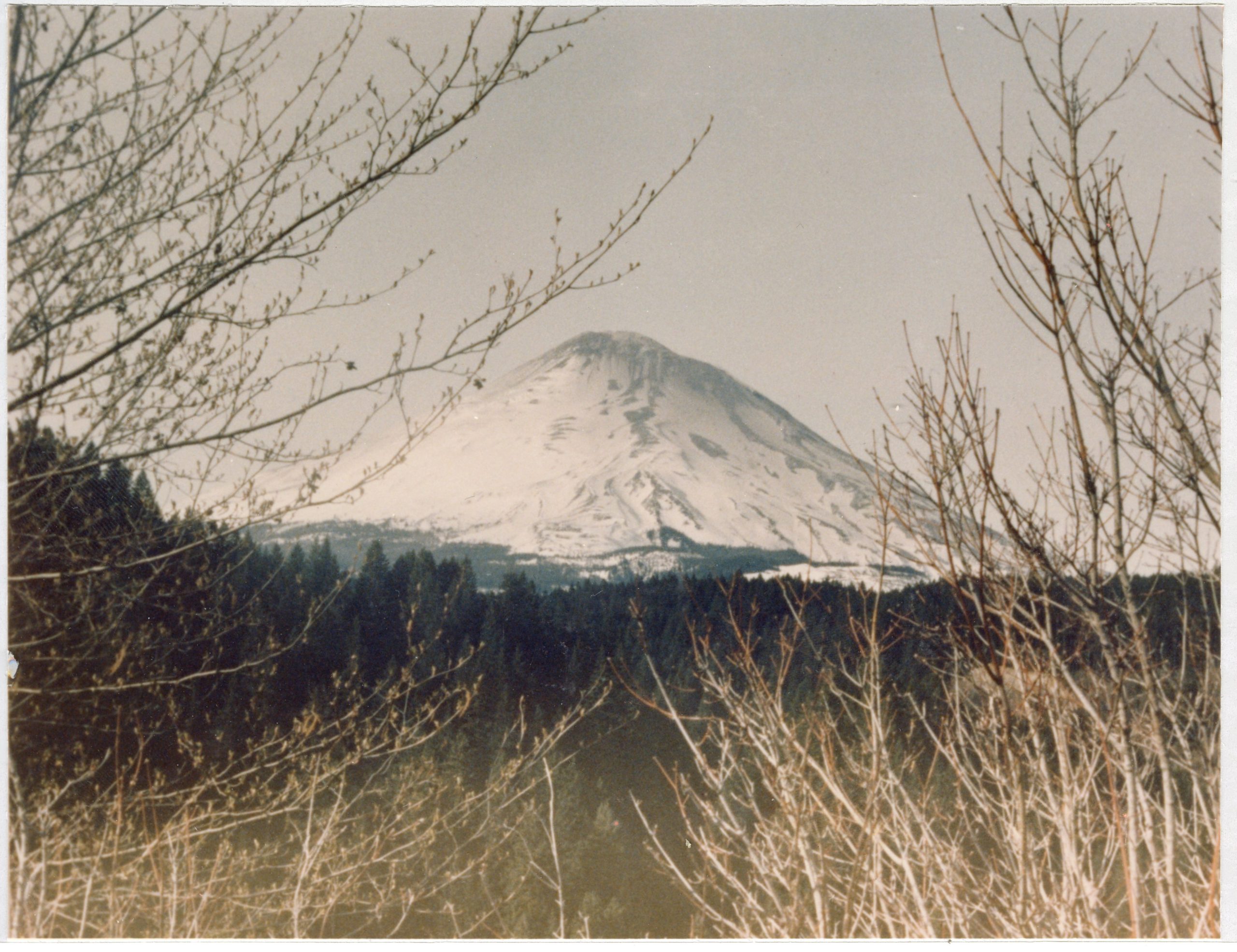 An artistic winter photo of Mount St. Helens when she was a perfect, snow-covered cone, framed by bare branches