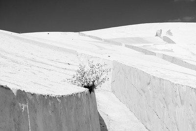 Black and white image shows ghostly walls with a barren bush growing out of one